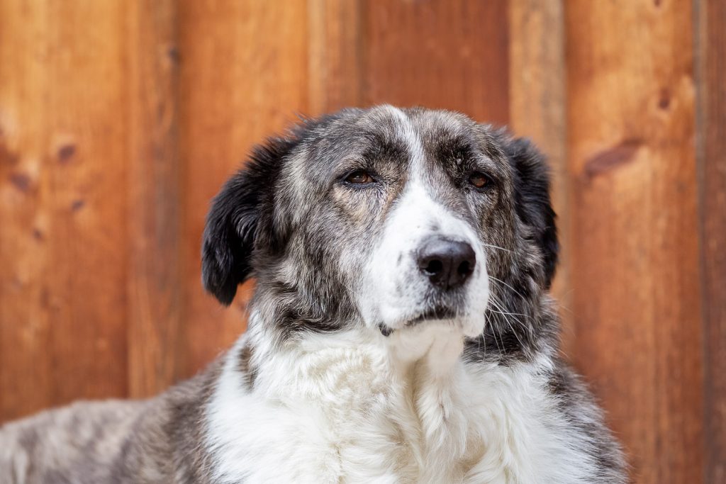 closeup of a dog, outdoor, looking at camera, Andrea Schenke Photography, Wittlich