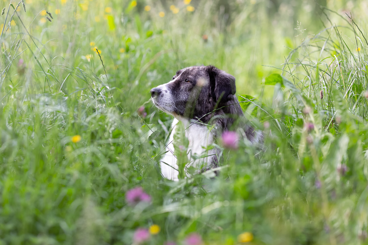 old dog laying in high grass, Andrea Schenke Photography, Wittlich